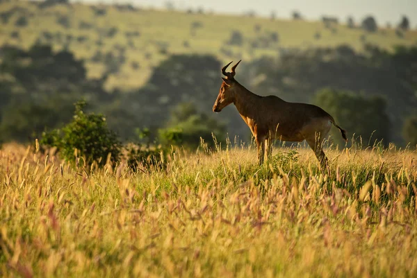 Hartebeest Alcelaphus Buselaphus Великі Антилопи Від Африканського Савана Заповідник Taita — стокове фото