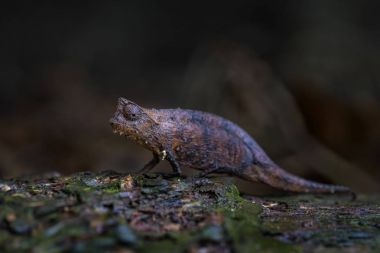 Kahverengi yaprak bukalemun - Brookesia superciliaris, Madagaskar tropik ormandaki küçük güzel endemik bukalemun. Kamuflaj.