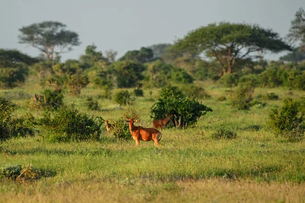 Vörös Tehénantilop Alcelaphus Buselaphus Nagy Antilop Afrikai Szavanna Taita Hegyekben — Stock Fotó