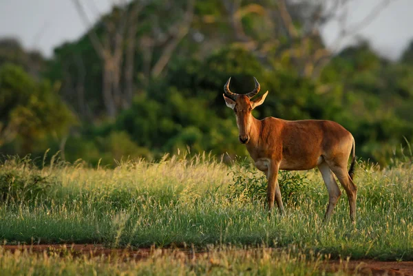 Hartebeest Alcelaphus Buselaphus Grande Antílope Savana Africana Taita Hills Reserva — Fotografia de Stock