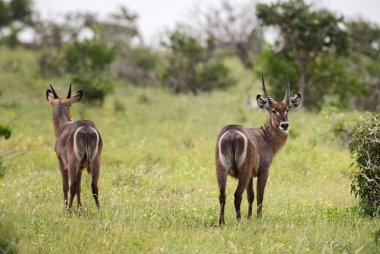 Waterbuck - Kobus ellipsiprymnus, Afrika savana, Taita Hills rezerv ve Tsavo Milli Parkı, Kenya büyük antilop. 
