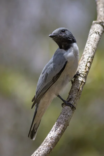 Cuckooshrike Coracina 的病菌 美丽的黑色头鸟在马达加斯加干森林流行 — 图库照片