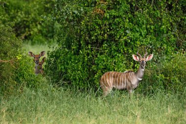 Büyük Kudu - yayılım gösterir: strepsiceros, büyük antilop Afrika savana gelen çizgili, Taita Hills rezerv, Kenya.