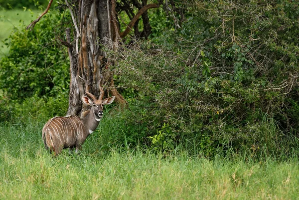 Greater Kudu Tragelaphus Strepsiceros Gran Antílope Rayado Sabana Africana Reserva — Foto de Stock