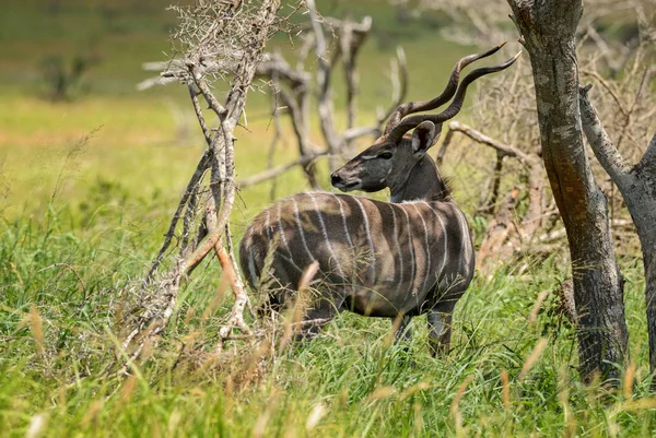 Greater Kudu Tragelaphus Strepsiceros Grande Antílope Listrado Savana Africana Reserva — Fotografia de Stock