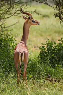 Gerenuk - Litocranius walleri, küçük sezlong boyunlu antilop Afrika savana, Tsavo Doğu Milli Parkı, Kenya dan.