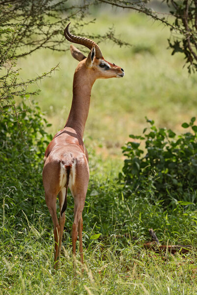 Gerenuk - Litocranius walleri, small longe necked antelope from African savanna, Tsavo East National Park, Kenya.