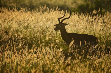 Impala - Aepyceros melampus, küçük hızlı antilop Afrika savana, Tsavo Milli Parkı ve Taita hills rezerv, Kenya.