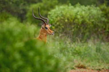 Impala - Aepyceros melampus, small fast antelope from African savanna, Tsavo National Park and Taita hills reserve, Kenya. clipart