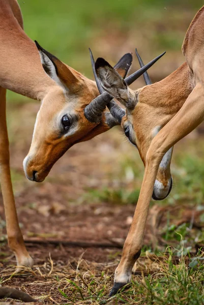 Impala Aepyceros Melampus Petite Antilope Rapide Savane Africaine Parc National — Photo