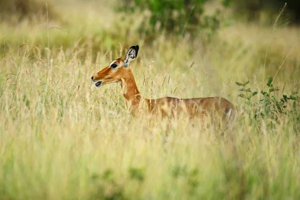 Impala Aepyceros Melampus Pequeño Antílope Rápido Sabana Africana Parque Nacional —  Fotos de Stock