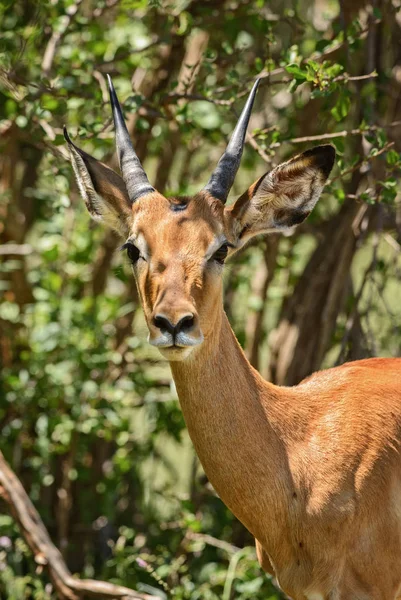 Impala Aepyceros Melampus Kleine Snelle Antilope Uit Afrikaanse Savanne Tsavo — Stockfoto