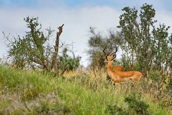 Impala Aepyceros Melampus Pequeño Antílope Rápido Sabana Africana Parque Nacional — Foto de Stock