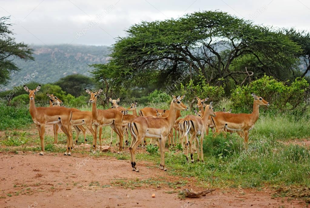Impala - Aepyceros melampus, small fast antelope from African savanna, Tsavo National Park and Taita hills reserve, Kenya.