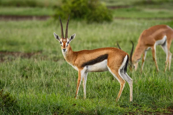 Thomson Gazelle Eudorcas Thomsonii Kleine Snelle Antilope Uit Afrikaanse Savanne — Stockfoto