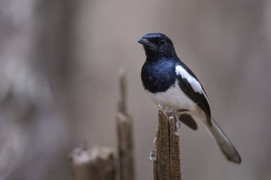 Madagaskar Saksağan-robin - Copsychus albospecularis, güzel siyah ve beyaz kuş Madagaskar kuru ormanlarda endemik. Kirindy.