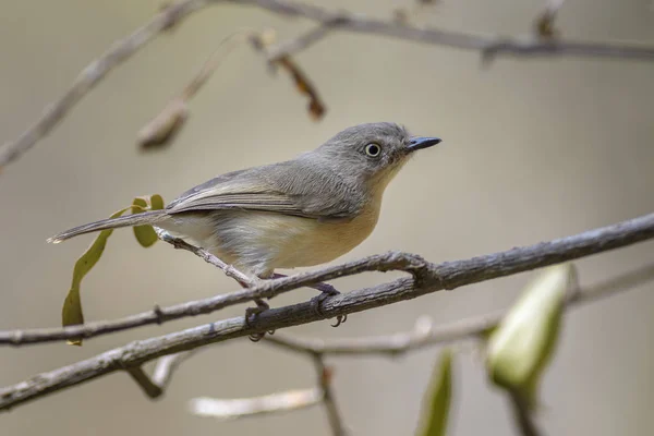 Gewöhnliche Newtonia Newtonia Brunneicauda Kleiner Braun Schüchterner Vogel Aus Madagaskar — Stockfoto