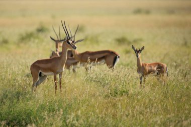 Grant's ceylan - Nanger granti, Afrika savana, Tsavo Milli Parkı, Kenya dan küçük hızlı antilop.