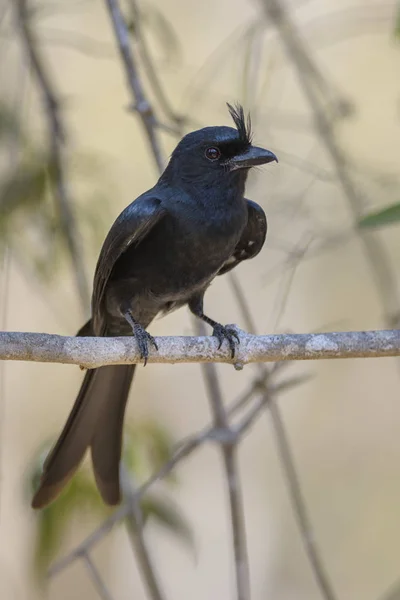 Grzywacz Drongo Dicrurus Forficatus Piękny Czarny Ptak Crested Endemiczne Suchych — Zdjęcie stockowe