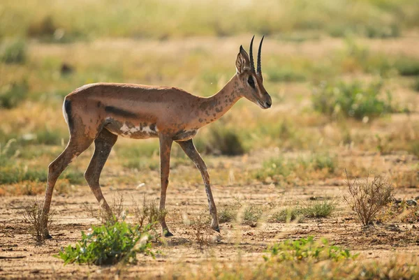 Grant Gazela Nanger Granti Malé Rychlé Antilopy Africké Savany Národní — Stock fotografie