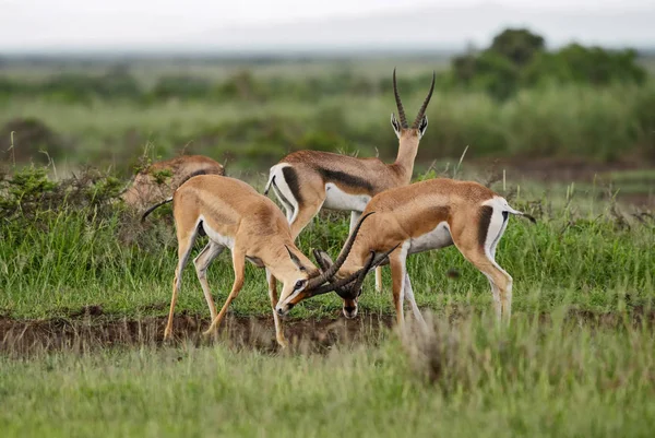 Επιχορήγηση Του Gazelle Nanger Granti Μικρό Γρήγορη Αντιλόπη Από Αφρικανική — Φωτογραφία Αρχείου