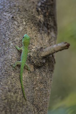 Koch's giant day gecko - Phelsuma madagascariensis kochi, beautiful colorful diurnal gecko endemic in Madagascar, Tsingy area. clipart