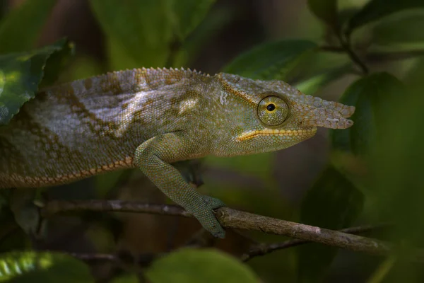 Chameleon Furcifer Bifidus Krásné Zelené Chameleona Lesích Madagaskaru — Stock fotografie