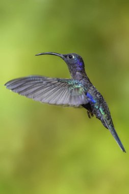 Menekşe Sabrewing - Campylopterus hemileucurus, güzel mavi sinek kuşu dan Kosta Rika La Paz.