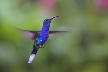 Violet Sabrewing - Campylopterus hemileucurus, beautiful blue hummingbird from Costa Rica La Paz. clipart