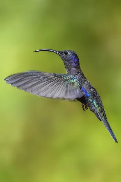 Zapylak Campylopterus Hemileucurus Koliberek Niebieski Costa Rica Paz — Zdjęcie stockowe