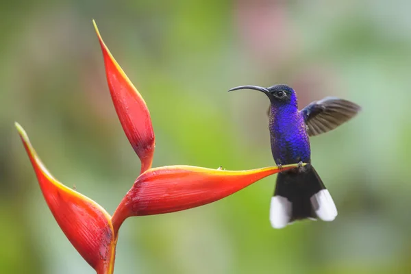 Sabrewing Violeta Campylopterus Hemileucurus Belo Beija Flor Azul Costa Rica — Fotografia de Stock