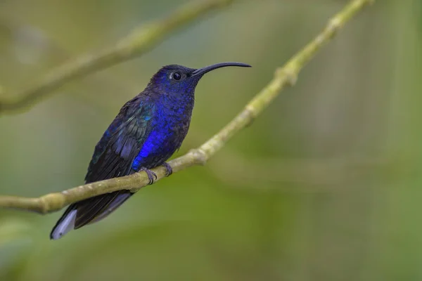 Violet Sabrewing Campylopterus Hemileucurus Beautiful Blue Hummingbird Costa Rica Paz — Stock Photo, Image