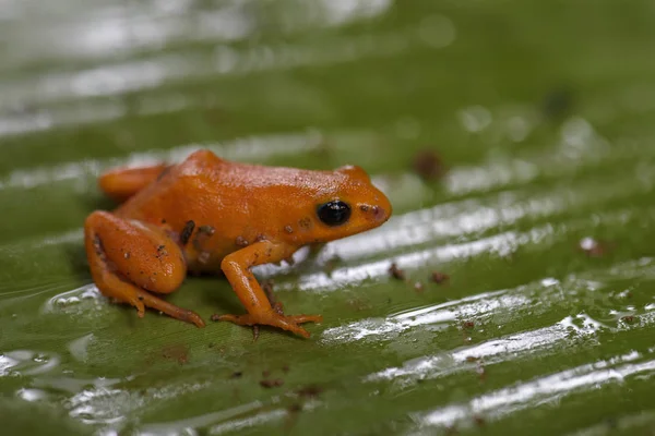 Mantella Dourada Mantella Aurantiaca Bela Dourada Endémica Floresta Tropical Madagáscar — Fotografia de Stock