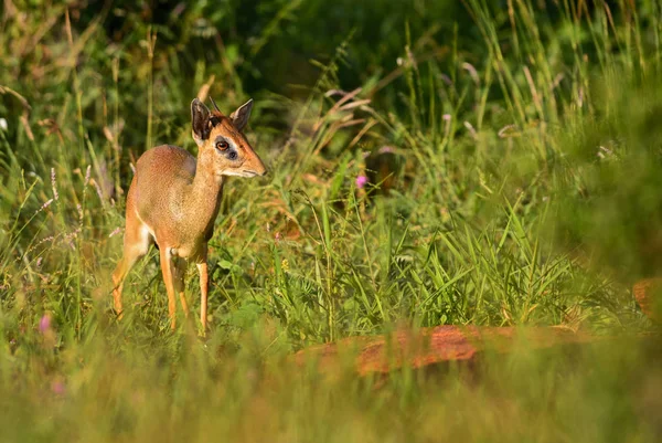 Kirks Dik Dik Madoqua Kirkii Liten Söt Antilop Från Bush — Stockfoto