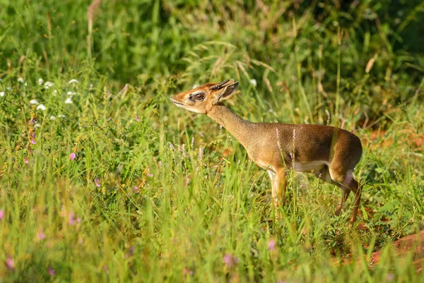 Dikdik Kirka Madoqua Kirkii Małe Słodkie Antylopa Buszu Afryki Wschodniej — Zdjęcie stockowe