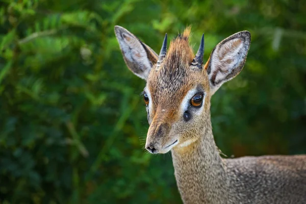 Kirks Dikdik Madoqua Kirkii Kleine Schattige Antelope Van Bush Van — Stockfoto