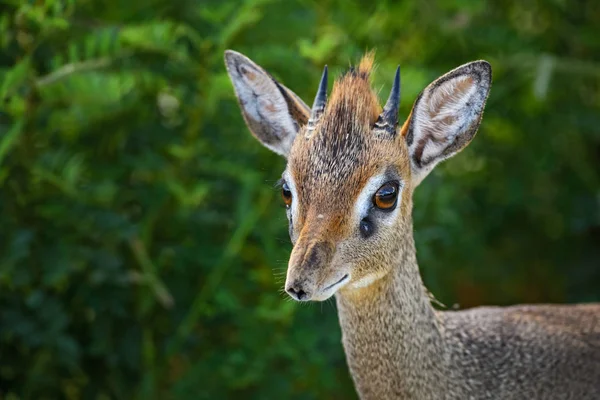 Kirk Dik Dik Madoqua Kirkii Pequeño Antílope Lindo Del Arbusto — Foto de Stock