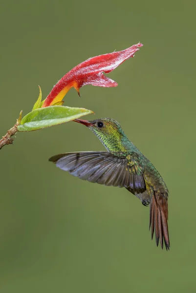 舞い降りる尾ハミングバード Amazilia Tzacatl 美しいカラフルな小さなハチドリからコスタリカ ラパス — ストック写真