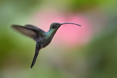 Yeşil Hermit - Phaethornis adam, Kosta Rika La Paz şelale den güzel yeşil uzun gagalı sinek kuşu.