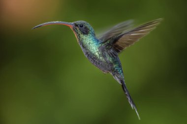 Yeşil Hermit - Phaethornis adam, Kosta Rika La Paz şelale den güzel yeşil uzun gagalı sinek kuşu.