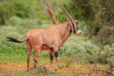 Beisa Oryx - Oryx gazella beisa, Afrika savannas, Tsavo Milli Parkı, Kenya dan büyük antilop.