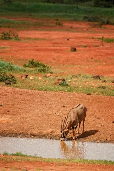 Beisa Oryx Oryx Gazella Beisa Velké Antilopy Africké Savany Národní — Stock fotografie