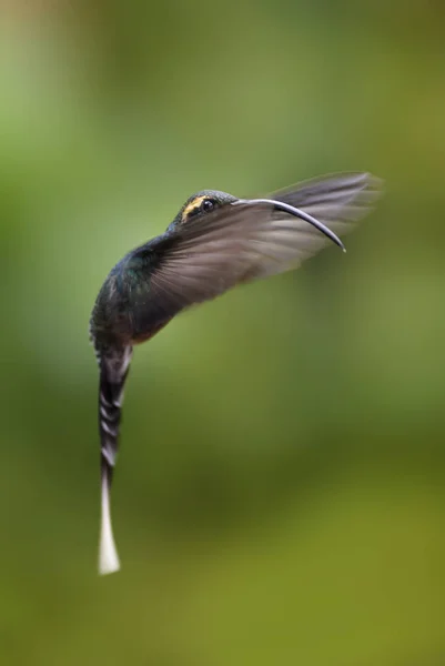 小隐士 Phaethornis Longuemareus 美丽的长喙长尾蜂鸟从哥斯达黎加拉巴斯瀑布 — 图库照片