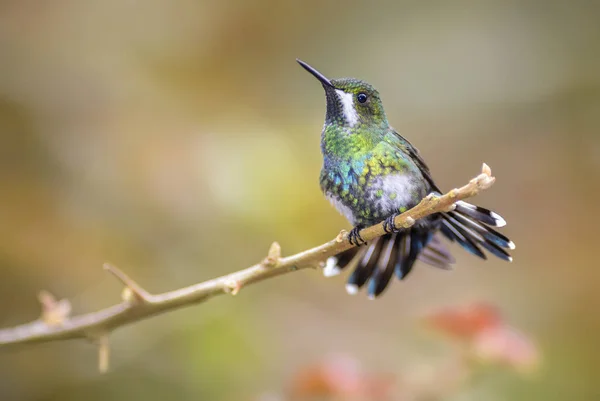 Thorntail Verde Discosura Conversii Belo Beija Flor Verde Branco Costa — Fotografia de Stock