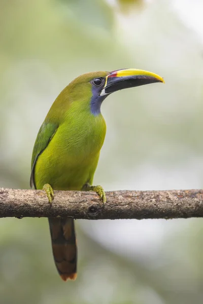 Emerald Toucanet Aulacorhynchus Prasinus Belo Tucano Colorido Floresta Costa Rica — Fotografia de Stock