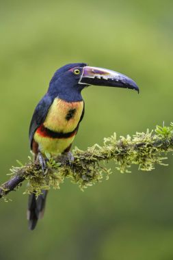 Yakalı Aracari - Pteroglossus torquatus, Kosta Rika ormandan gelen güzel renkli toucan.