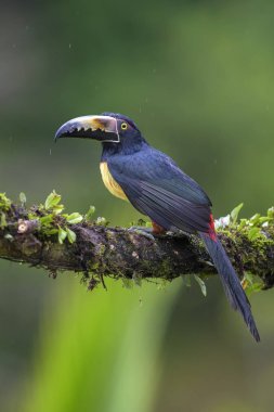 Yakalı Aracari - Pteroglossus torquatus, Kosta Rika ormandan gelen güzel renkli toucan.
