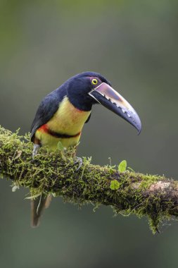 Yakalı Aracari - Pteroglossus torquatus, Kosta Rika ormandan gelen güzel renkli toucan.