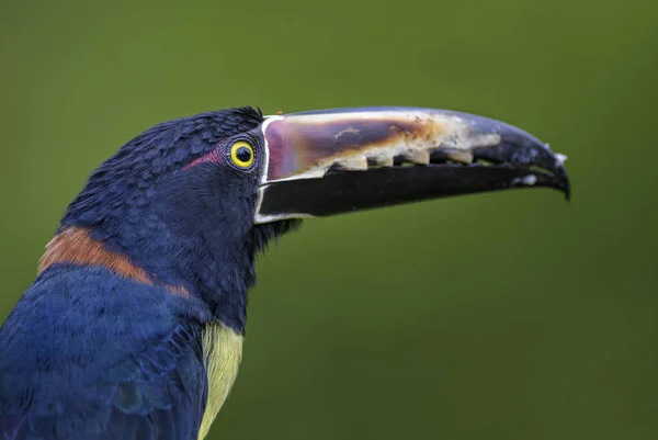 Örvös Pteroglossus Pteroglossus Torquatus Gyönyörű Színes Tukán Erdő Costa Rica — Stock Fotó