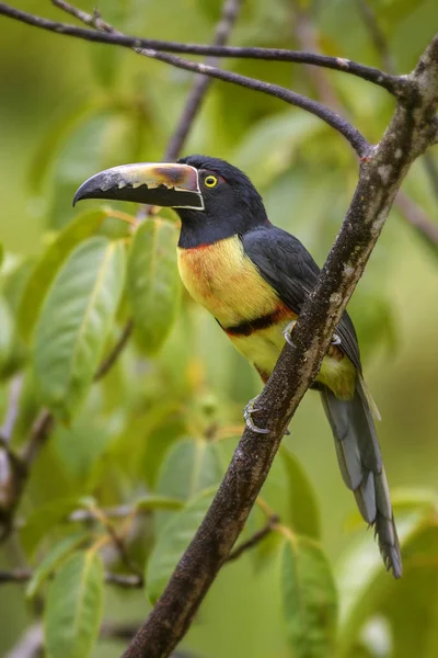 Gekraagde Aracari Pteroglossus Torquatus Prachtige Kleurrijke Toucan Uit Costa Rica — Stockfoto